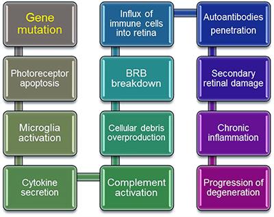 Importance of Autoimmune Responses in Progression of Retinal Degeneration Initiated by Gene Mutations